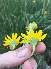 Arnica chamissonis