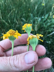 Arnica chamissonis