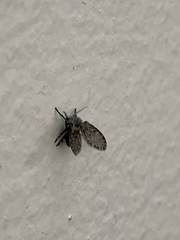 Clogmia albipunctata