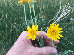 Arnica chamissonis