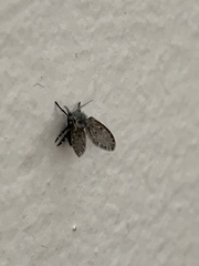 Clogmia albipunctata