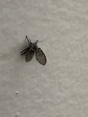 Clogmia albipunctata