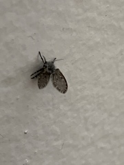 Clogmia albipunctata