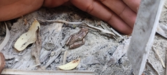 Hyla euphorbiacea