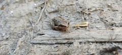 Hyla euphorbiacea