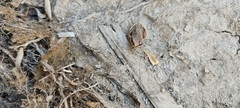 Hyla euphorbiacea