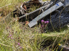 Carphephorus tomentosus