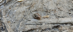 Hyla euphorbiacea