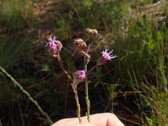 Carphephorus tomentosus