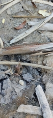 Hyla euphorbiacea