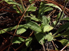 Carphephorus tomentosus