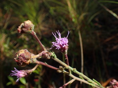 Carphephorus tomentosus