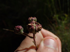 Carphephorus tomentosus