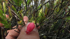 Disterigma alaternoides