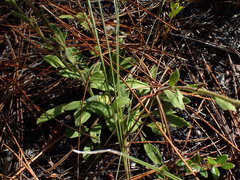 Carphephorus tomentosus