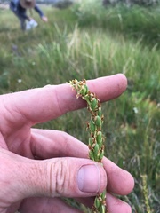 Platanthera tescamnis