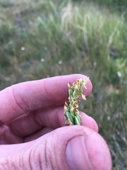 Platanthera tescamnis