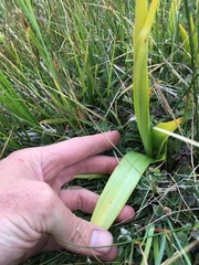 Platanthera tescamnis
