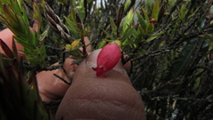 Disterigma alaternoides