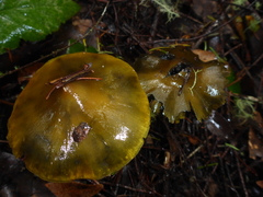 Hygrocybe