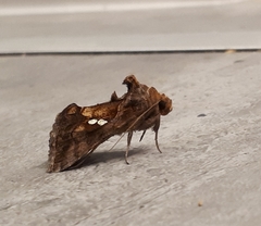 Chrysodeixis chalcites