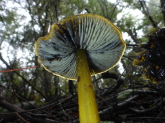 Hygrocybe