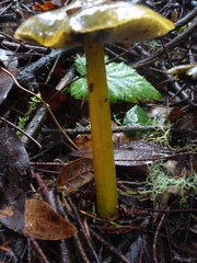 Hygrocybe