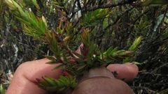 Disterigma alaternoides