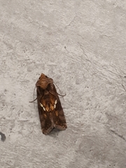 Chrysodeixis chalcites