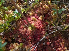 Sphagnum molle