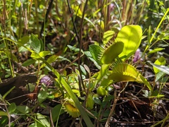 Dionaea muscipula — photo 2
