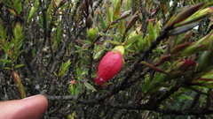 Disterigma alaternoides