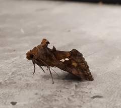 Chrysodeixis chalcites