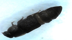 Caplothorax lugubris
