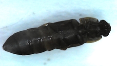 Caplothorax lugubris