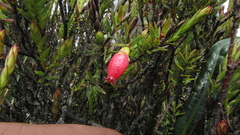 Disterigma alaternoides