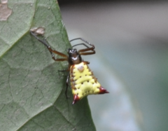 Micrathena duodecimspinosa
