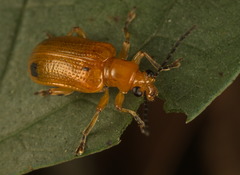 Criocerinae