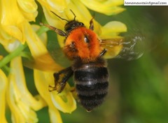 Bombus longipes