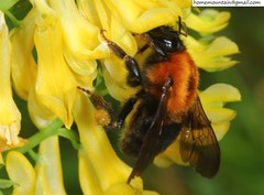Bombus longipes