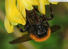 Bombus longipes