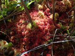 Sphagnum molle