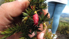 Disterigma alaternoides