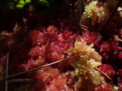 Sphagnum molle