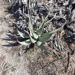 Agave cerulata