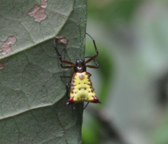 Micrathena duodecimspinosa