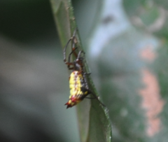 Micrathena duodecimspinosa