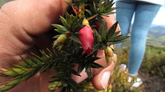 Disterigma alaternoides