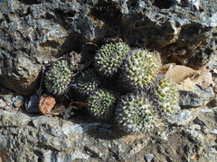 Mammillaria karwinskiana karwinskiana