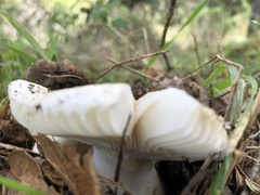 Russula basifurcata